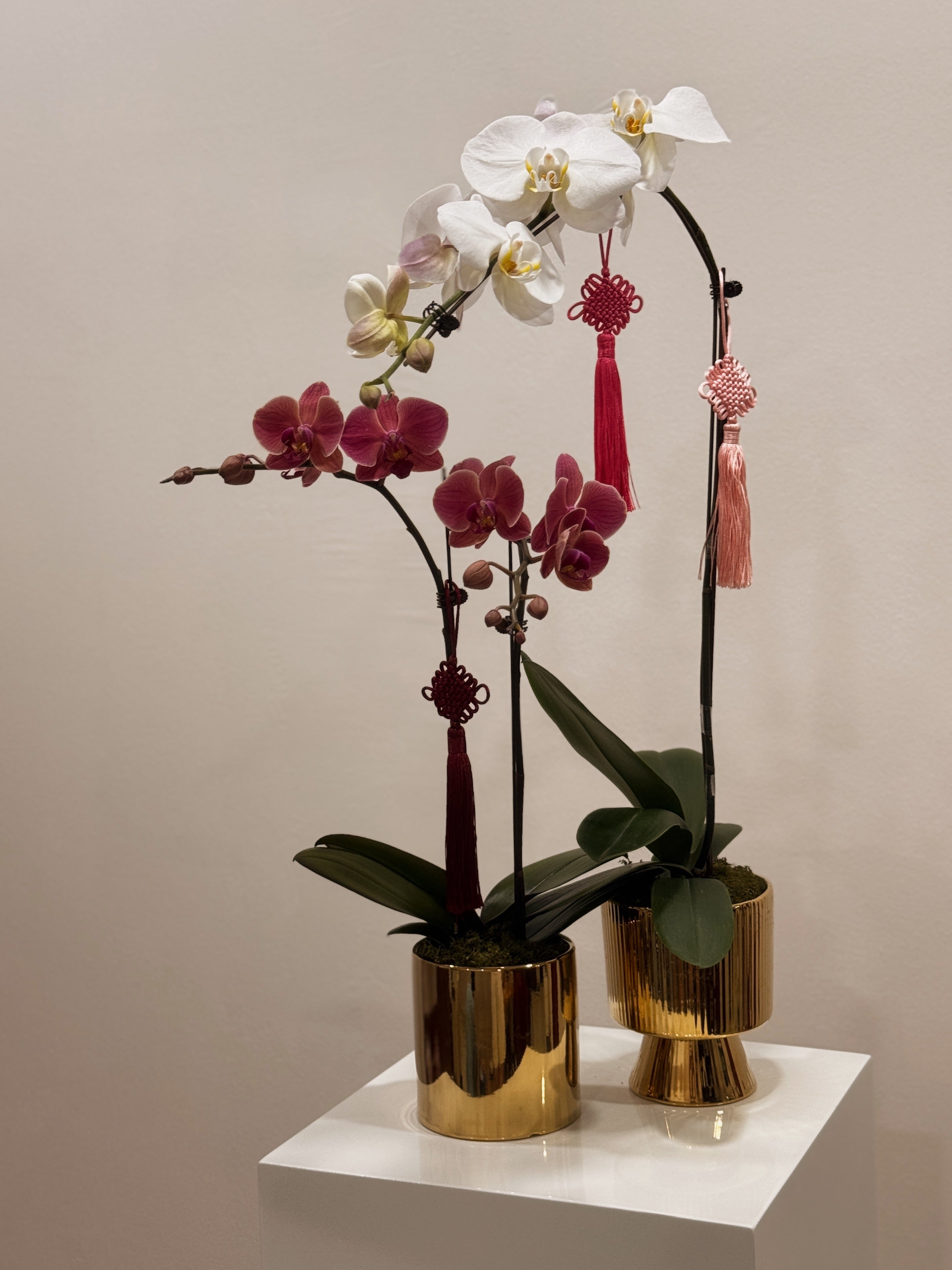Gold potted orchid, in white, purple, pink colours and more, adorned with tassels by Eden's Ground.