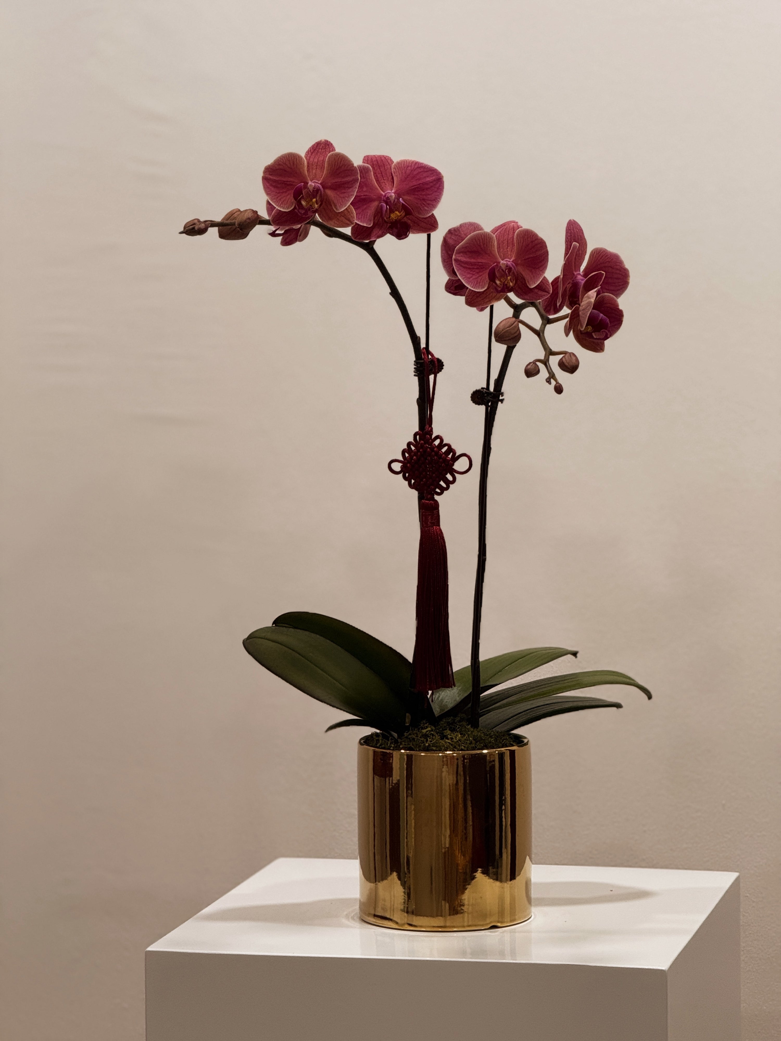 Gold pot orchid singapore sg flower florist plant longlasting everlasting white ivory pearl elegant luxe cny chinese new year lunar 2025 huat blessings prosperity purple pink home decor delivery door to door