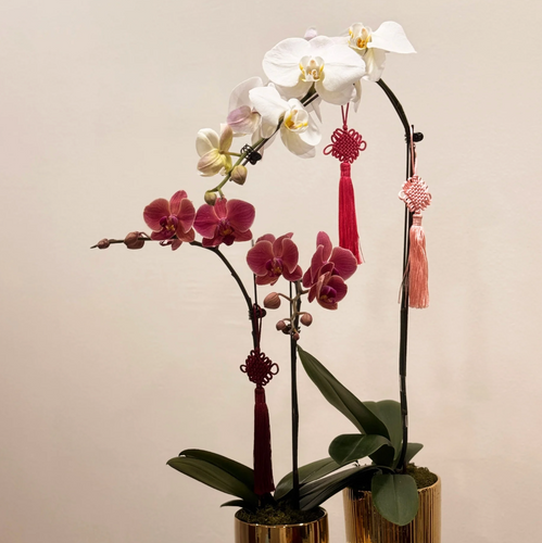 Singapore CNY Orchid Flower Potted Gold Pot Gifting B2B Corporate SG