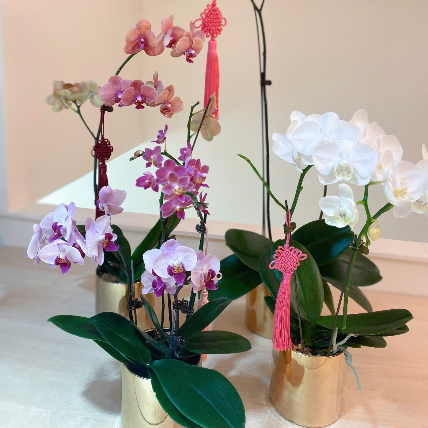 orchid sg flower singapore delivery home office decor congratulations celebratory