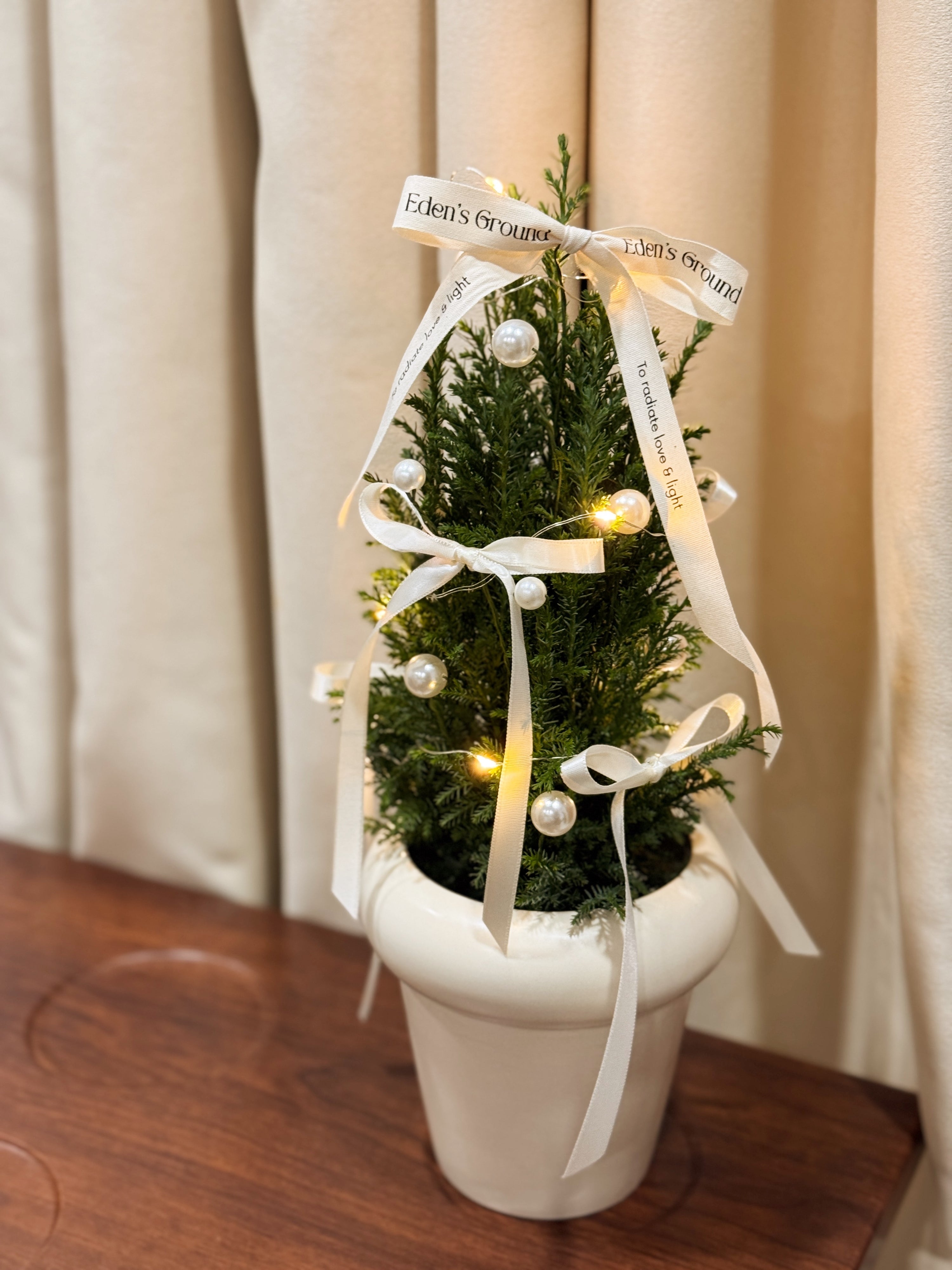Fresh Mini Tabletop elegant and luxury Live Ellwoodii Christmas Tree, decorated with Ivory Pearls and White Ribbons by Eden's Ground, a Floral Design Studio in Singapore.