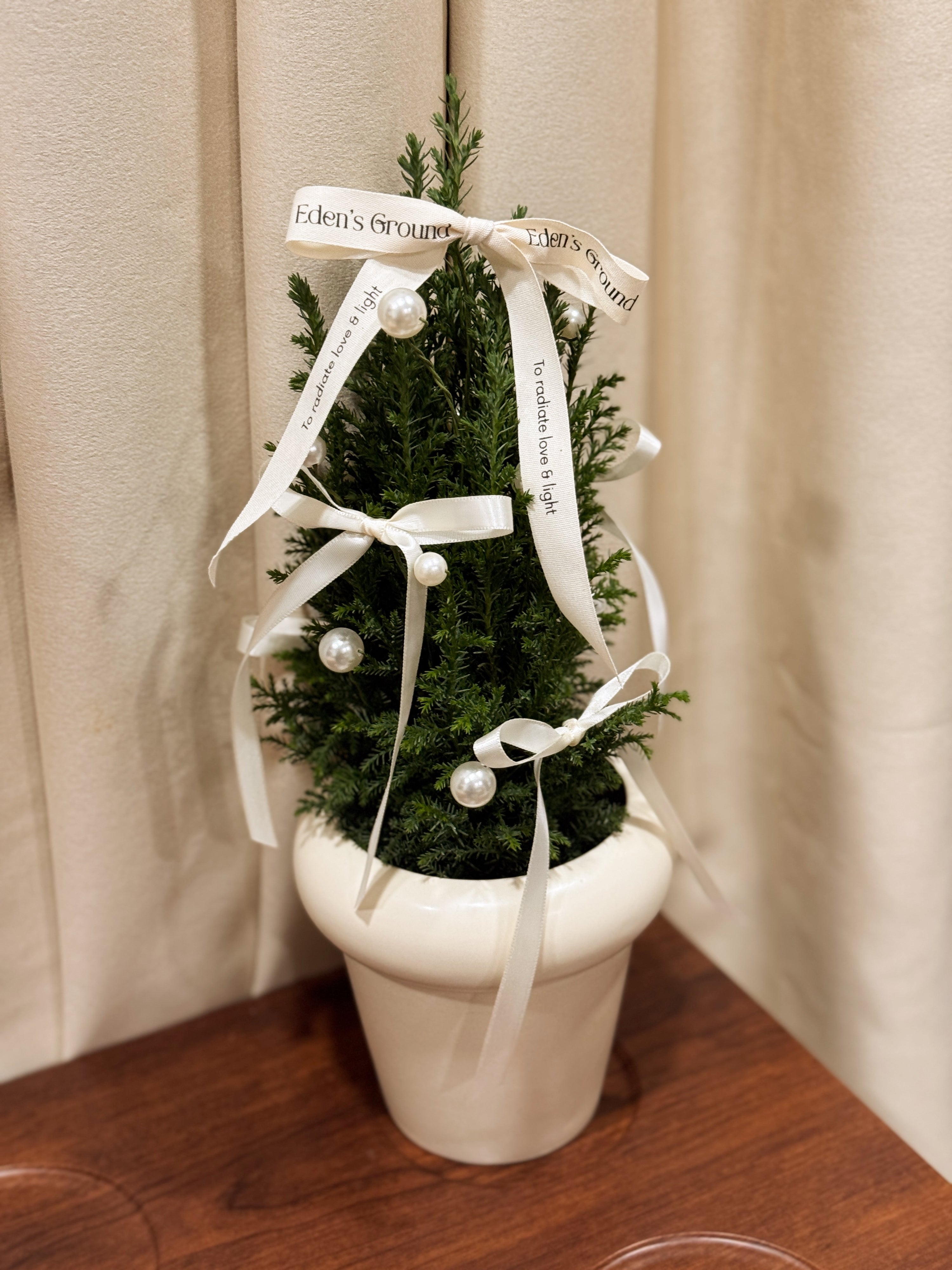 Fresh Mini Tabletop elegant and luxury Live Ellwoodii Christmas Tree, decorated with Ivory Pearls and White Ribbons by Eden's Ground, a Floral Design Studio in Singapore.
