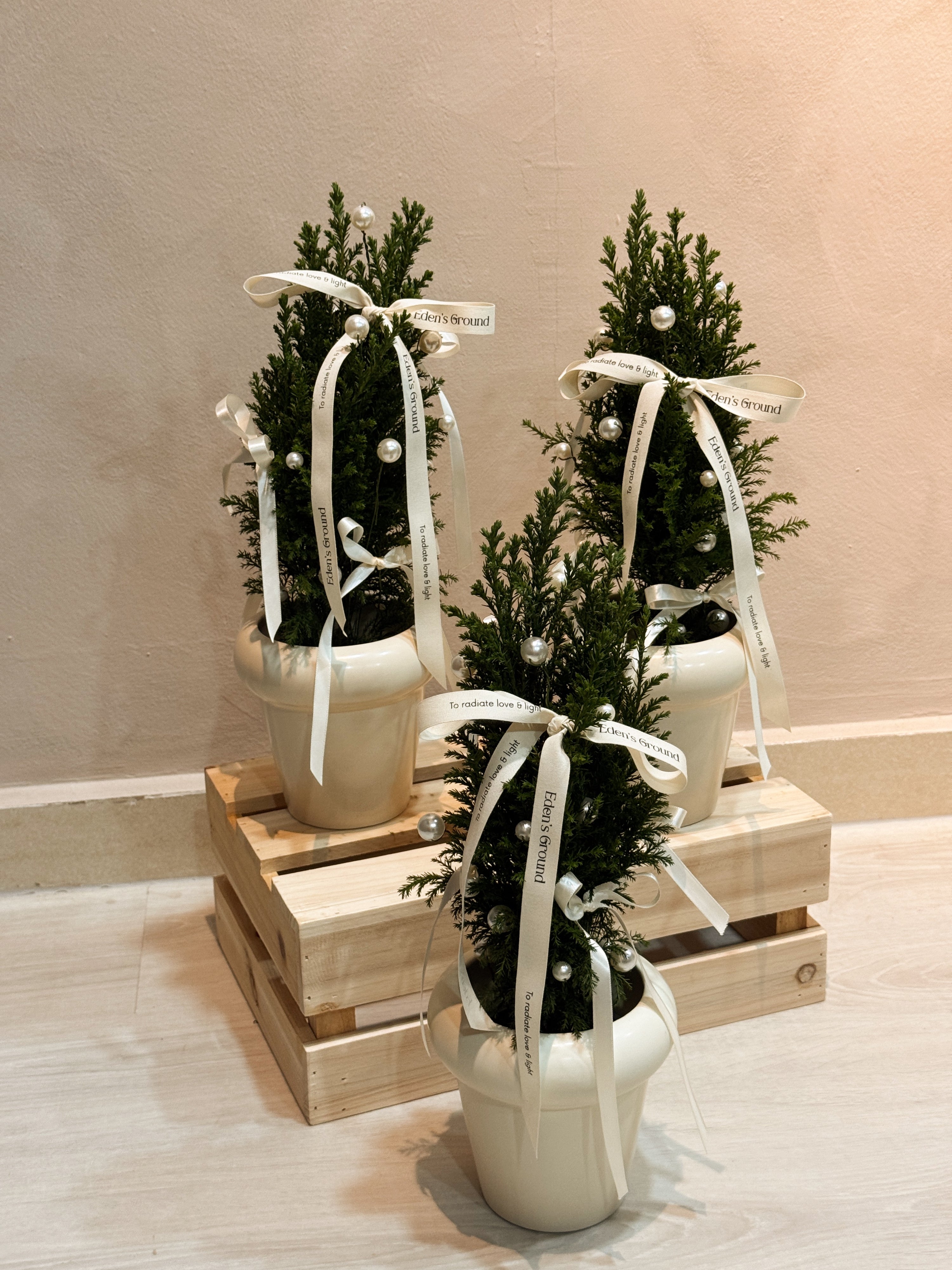 Fresh Mini Tabletop elegant and luxury Live Ellwoodii Christmas Tree, decorated with Ivory Pearls and White Ribbons by Eden's Ground, a Floral Design Studio in Singapore.
