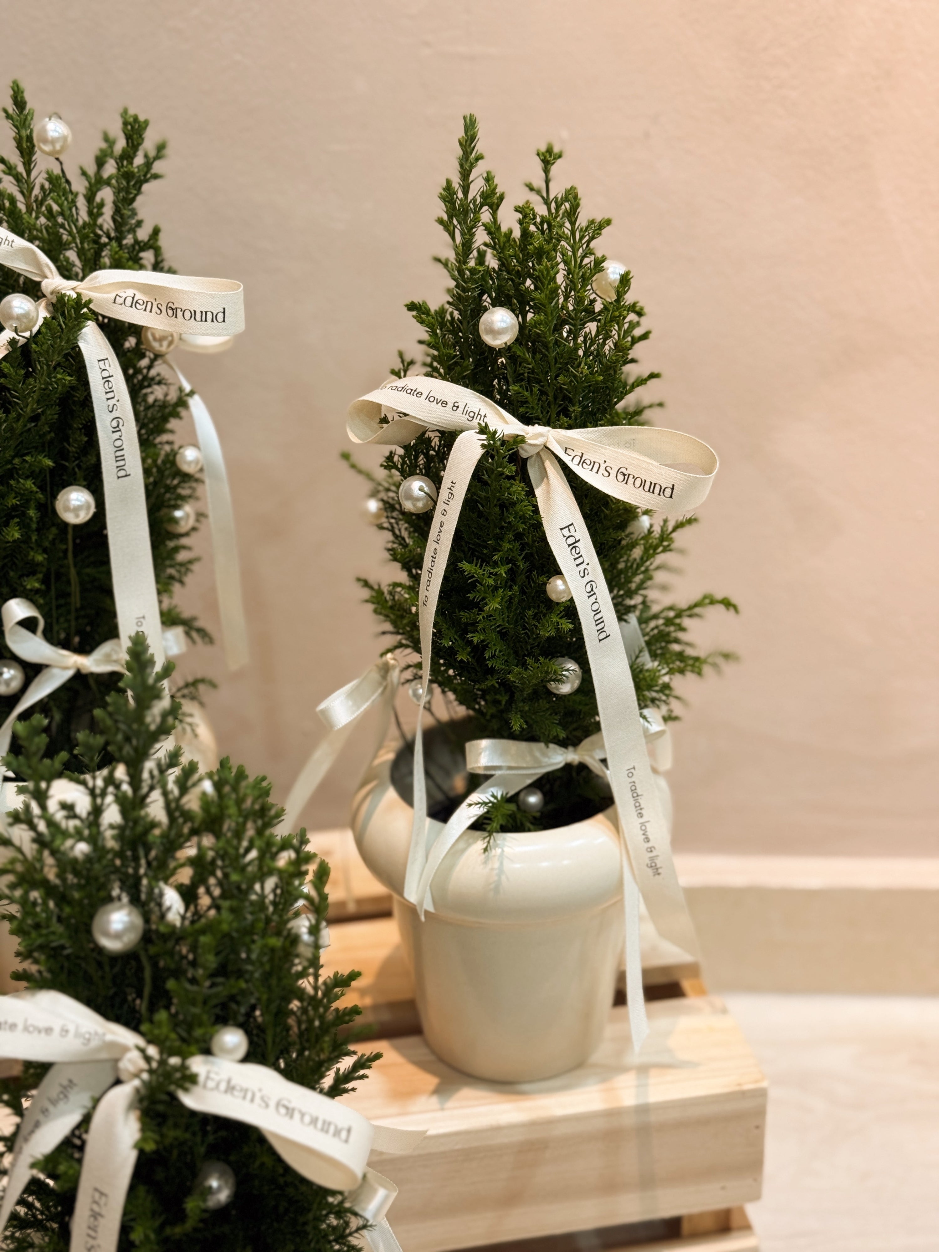 Fresh Mini Tabletop elegant and luxury Live Ellwoodii Christmas Tree, decorated with Ivory Pearls and White Ribbons by Eden's Ground, a Floral Design Studio in Singapore.