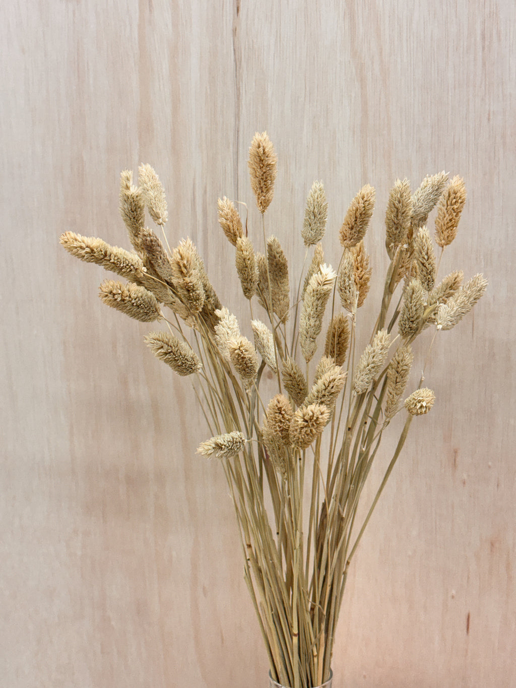Natural dried phalaris grass home decor, for interior styling etc. Curated by Eden's Ground, floral design studio in Singapore.