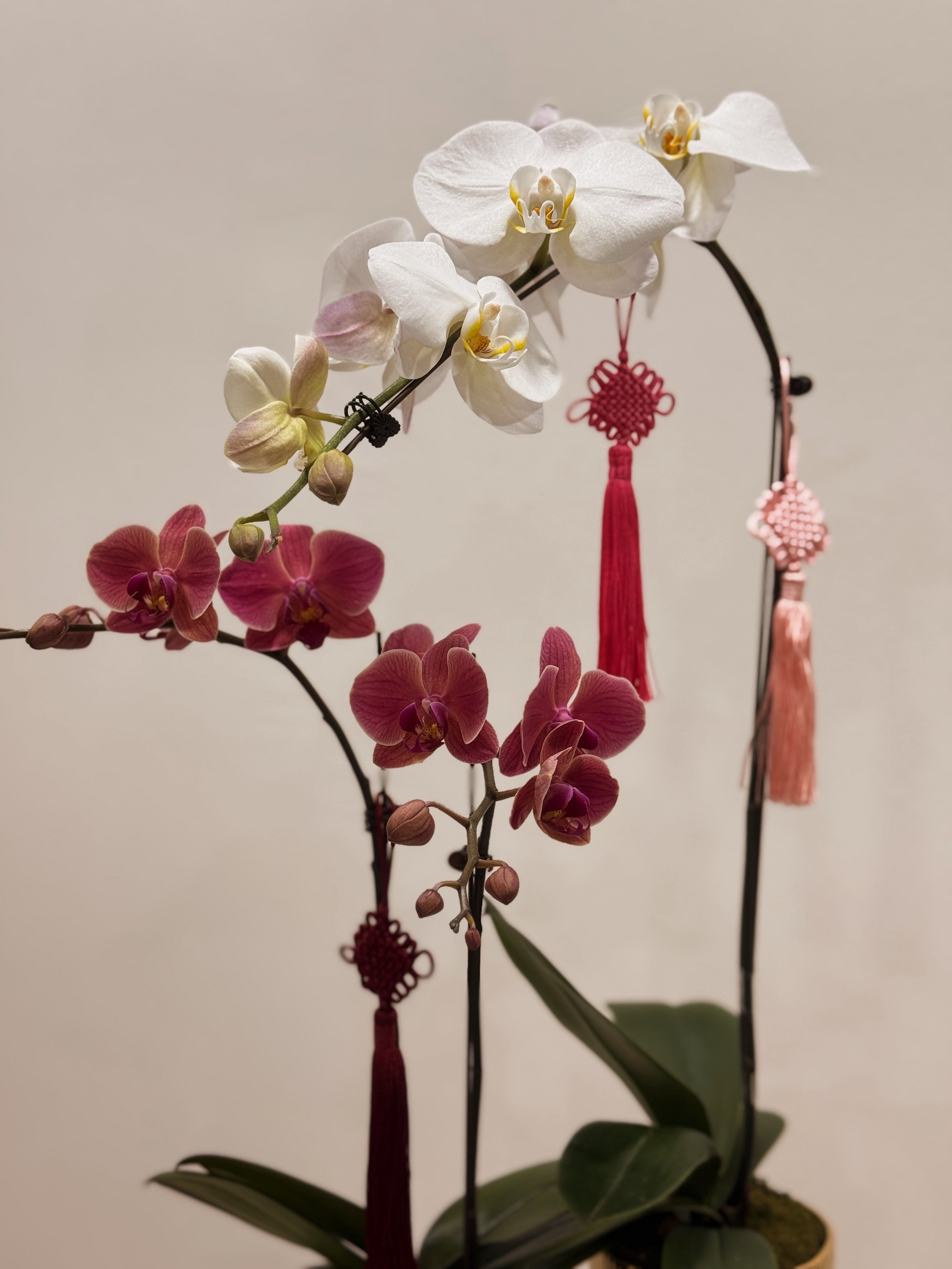 Gold potted orchid, in white, purple, pink colours and more, adorned with tassels by Eden's Ground.