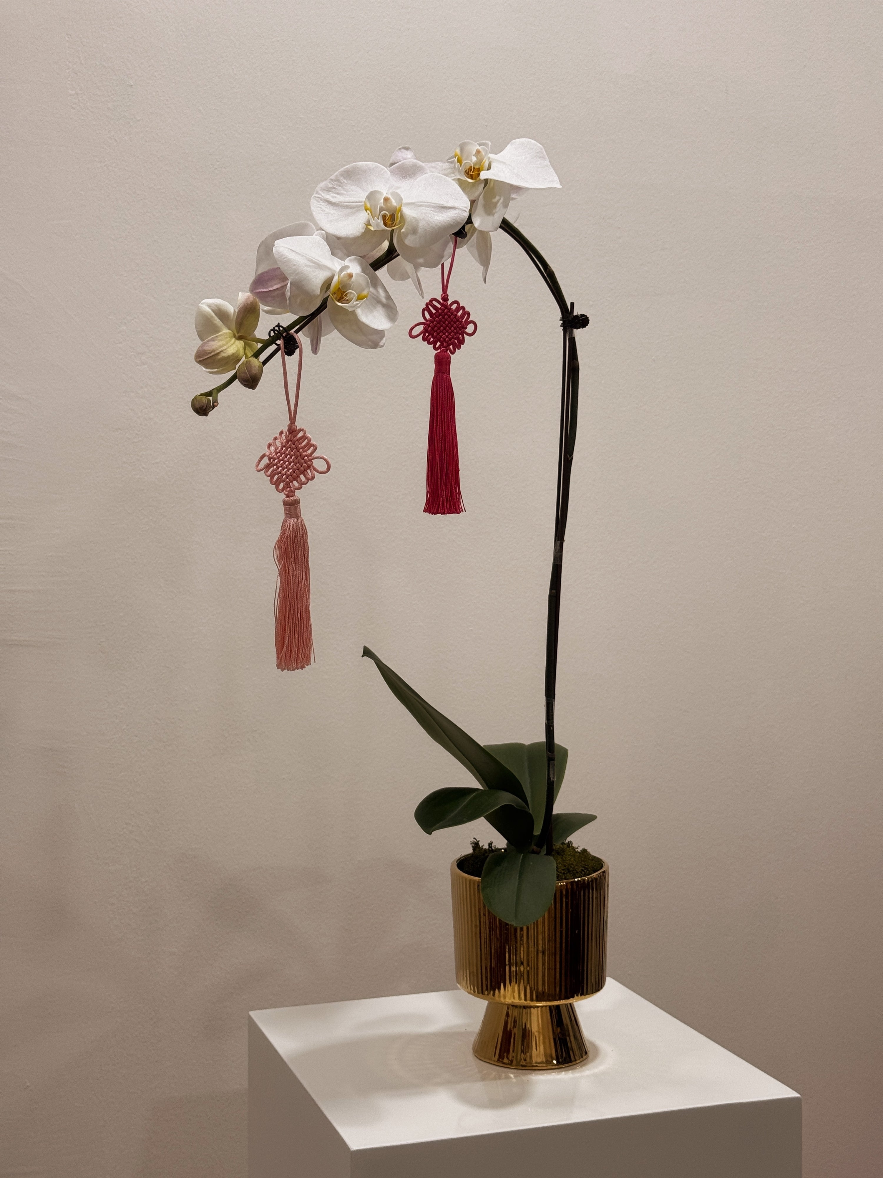 Gold potted orchid, in white, purple, pink colours and more, adorned with tassels by Eden's Ground.