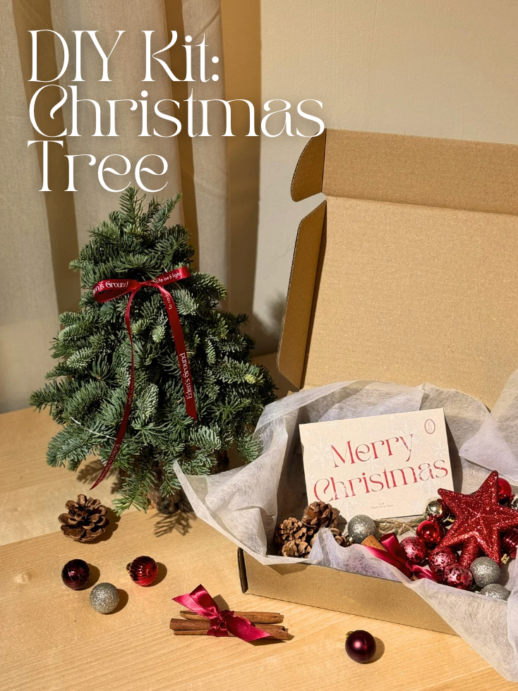 DIY Kit: Mini Fresh Christmas Tree