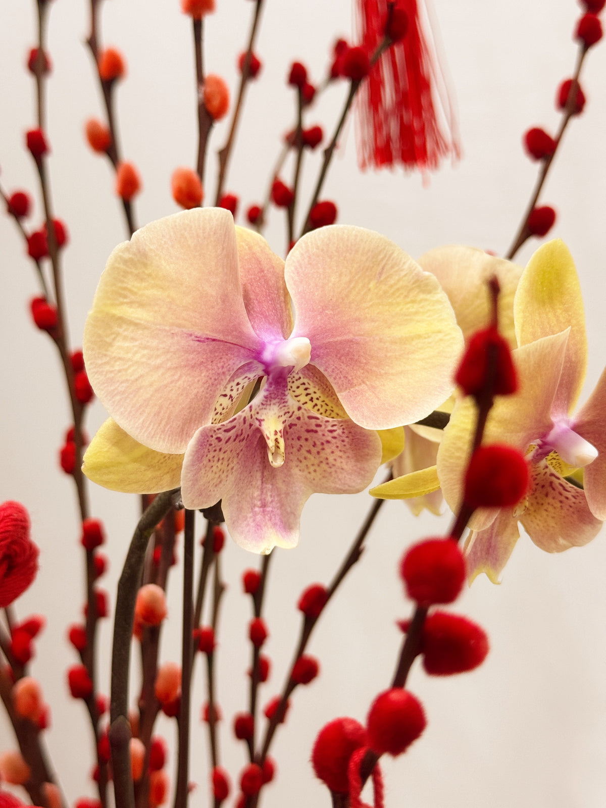 potted orchid gold pussy willow red abundance gift corporate friends rich singapore sg flower florist plant longlasting everlasting white ivory pearl elegant luxe cny chinese new year lunar 2025 huat blessings prosperity purple pink home decor delivery door to door bird's nest white fungus abalone japan NEWMOON Japan Golden Amidori Abalone B2B B2C