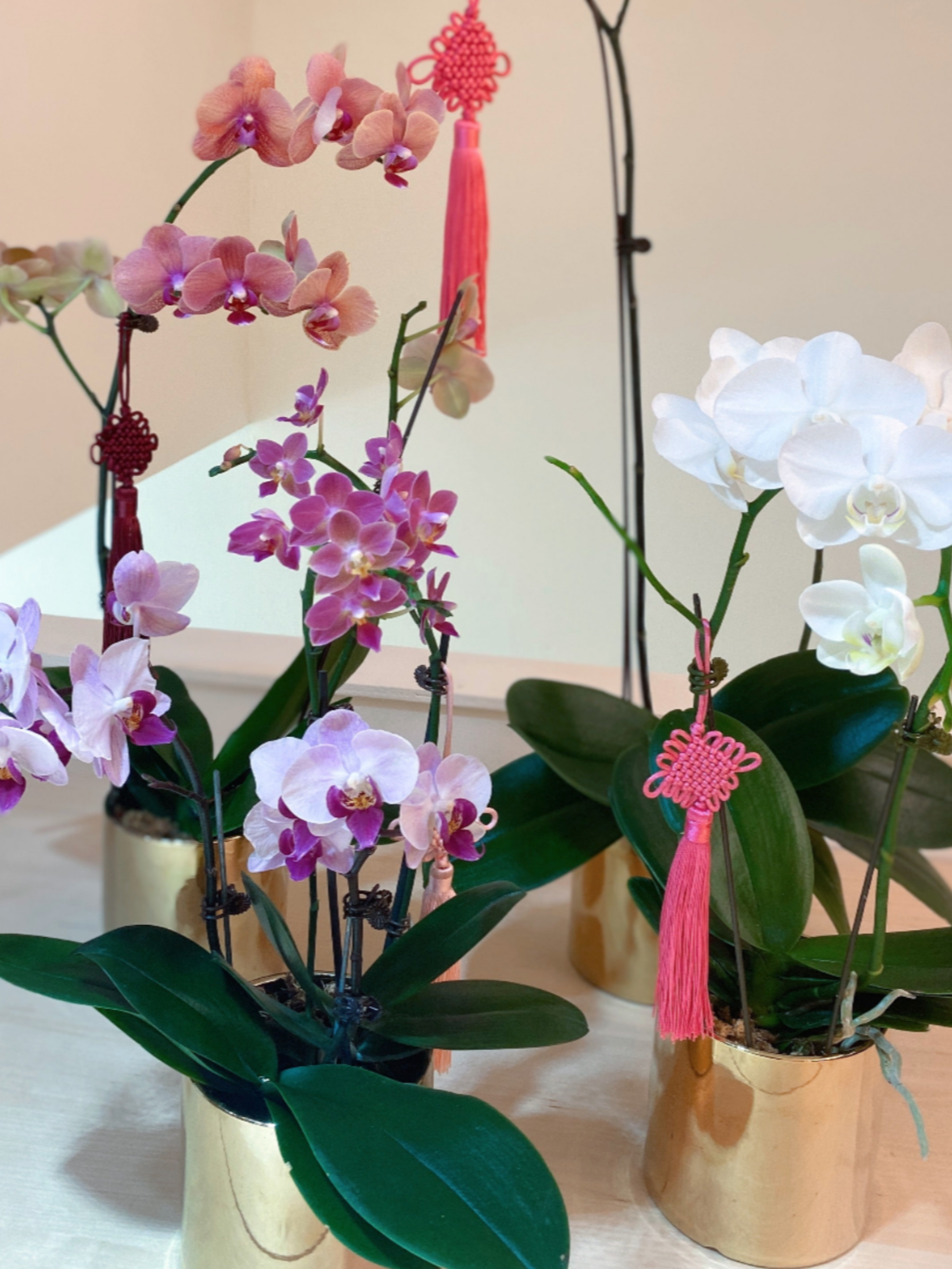 Gold potted orchids with decorative tassels